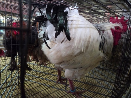 1 X LIGHT SUSSEX ROOSTER MATESI FARMING