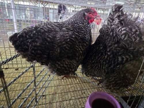 2 X CUCKOO HEN MATESI FARMING (Pay per animal to take the lot)