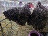 2 X CUCKOO HEN MATESI FARMING (Pay per animal to take the lot)