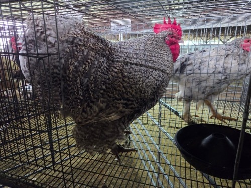 1 X CUCKOO ROOSTER MATESI FARMING