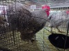 1 X CUCKOO ROOSTER MATESI FARMING