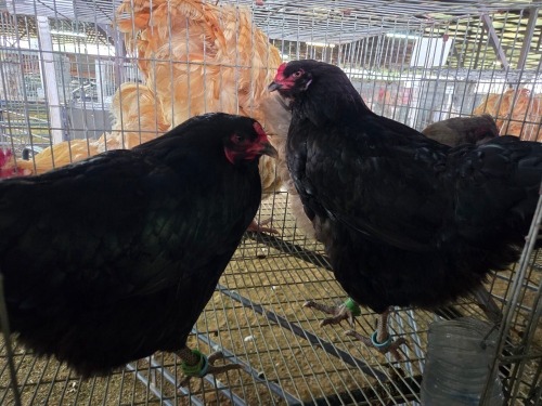 3 X EASTER EGGER HEN A. VAN DER MERWE (Pay per animal to take the lot)