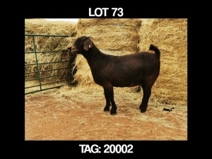 1 X KALAHAR RED OOI/EWE MYL 50 BOER GOAT & KALAHARI RED STUD - STOET/ STUD