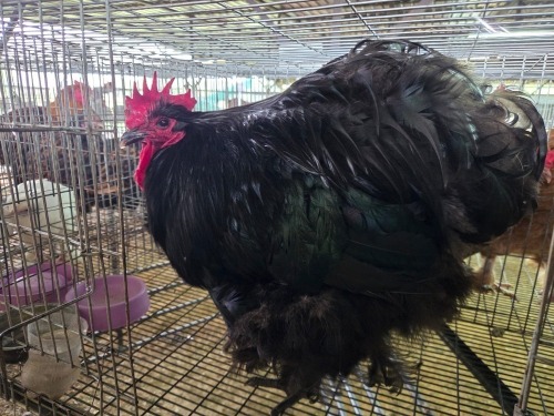 1 X AUSTRALORP ORPINGTON ROOSTER MATESI FARMING