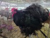 1 X AUSTRALORP ORPINGTON ROOSTER MATESI FARMING
