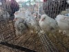 5 X BRAHMA ROOSTER & HEN A. CLOETE (Pay per animal to take the lot)