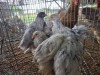 5 X BRAHMA ROOSTER & HEN A. CLOETE (Pay per animal to take the lot)
