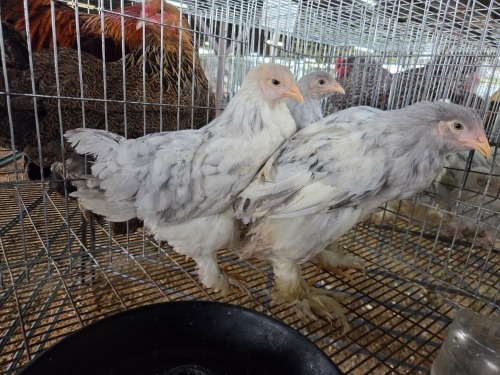 5 X BRAHMA ROOSTER & HEN A. CLOETE (Pay per animal to take the lot)