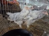 5 X BRAHMA ROOSTER & HEN A. CLOETE (Pay per animal to take the lot)