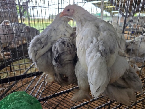 5 X BRAHMA ROOSTER & HEN A. CLOETE (Pay per animal to take the lot)