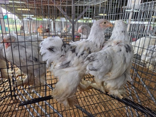 5 X BRAHMA ROOSTER & HEN A. CLOETE (Pay per animal to take the lot)