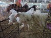 5 X BRAHMA ROOSTER & HEN A. CLOETE (Pay per animal to take the lot)