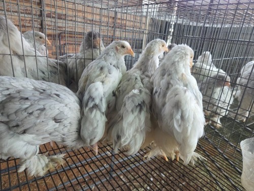 5 X BRAHMA ROOSTER & HEN A. CLOETE (Pay per animal to take the lot)
