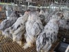 5 X BRAHMA ROOSTER & HEN A. CLOETE (Pay per animal to take the lot)