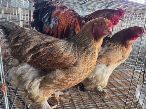 3 X PARTRIDGE BRAHMA ROOSTER & HEN A. CLOETE (Pay per animal to take the lot)