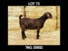 1 X KALAHAR RED OOI/EWE MYL 50 BOER GOAT & KALAHARI RED STUD - STOET/ STUD - 2