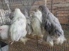 5 X BRAHMA ROOSTER & HEN A. CLOETE (Pay per animal to take the lot)