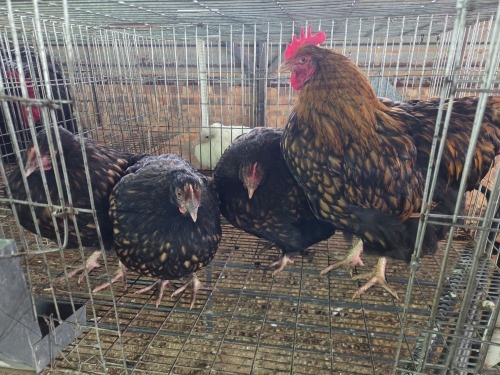 4 X GOLDEN LACED ORPINGTON ROOSTER & HEN A. CLOETE (Pay per animal to take the lot)