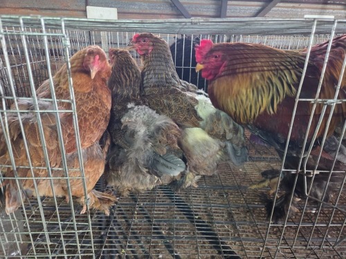 4 X GOLDEN PARTRIDGE ROOSTER & HEN A. CLOETE (Pay per animal to take the lot)