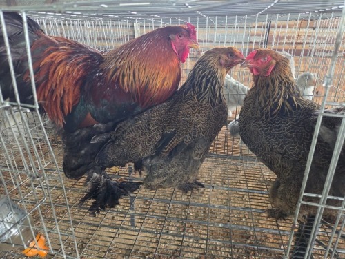 3 X PARTRIDGE BRAHMA ROOSTER & HEN A. CLOETE (Pay per animal to take the lot)