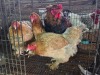 4 X GOLDEN PARTRIDGE ROOSTER & HEN A. CLOETE (Pay per animal to take the lot)