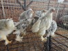 5 X BRAHMA ROOSTER & HEN A. CLOETE (Pay per animal to take the lot)
