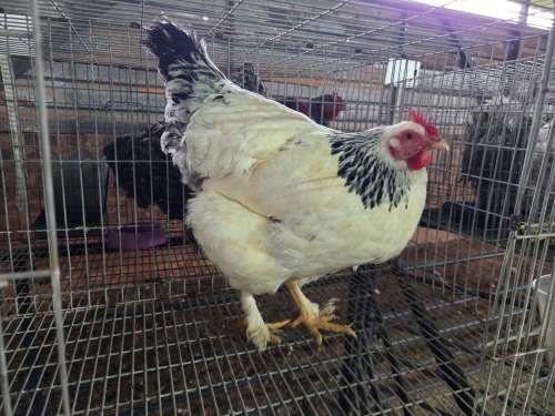 1 X COLUMBIAN MIX ROOSTER A. CLOETE