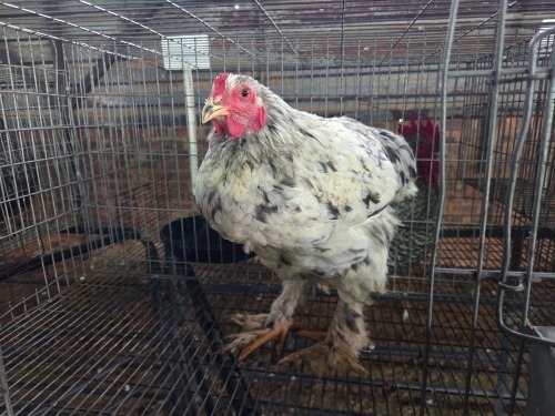 1 X SPLASH BRAHMA ROOSTER A. CLOETE