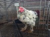 1 X SPLASH BRAHMA ROOSTER A. CLOETE