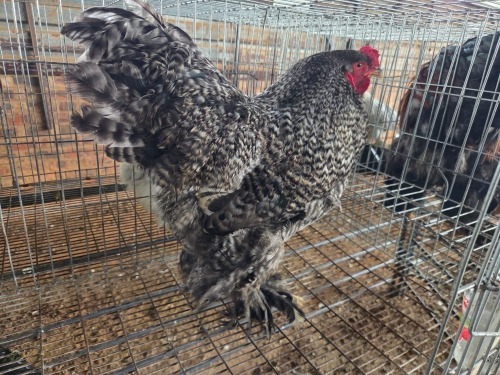 1 X CUCKOO BRAHMA ROOSTER A. CLOETE