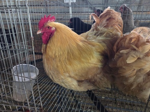 2 X BUFF ORPINGTON ROOSTER H. JORDAAN (Pay per animal to take the lot)