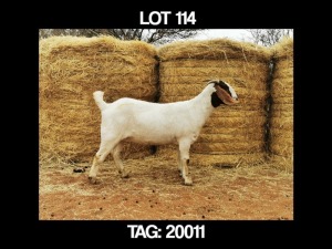 1 X BOERBOK OOI/EWE MYL 50 BOER GOAT & KALAHARI RED STUD - KUDDE/FLOCK