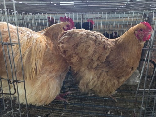 2 X BUFF ORPINGTON ROOSTER & HEN H. JORDAAN (Pay per animal to take the lot)