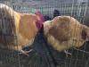 2 X BUFF ORPINGTON ROOSTER & HEN H. JORDAAN (Pay per animal to take the lot)