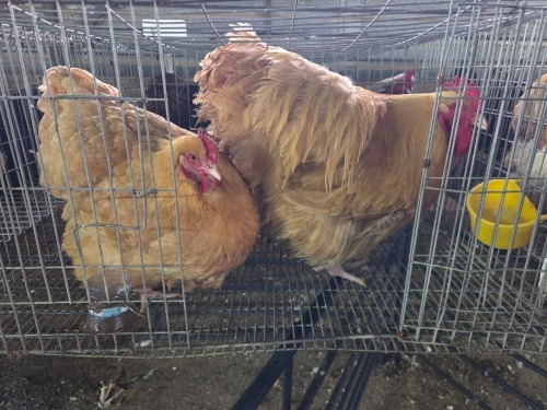 2 X BUFF ORPINGTON ROOSTER & HEN H. JORDAAN (Pay per animal to take the lot)
