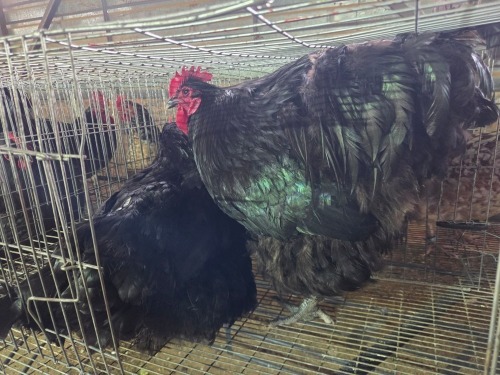 2 X SWART ORPINGTON ROOSTER & HEN H. JORDAAN (Pay per animal to take the lot)