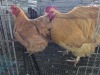 2 X BUFF ORPINGTON ROOSTER & HEN H. JORDAAN (Pay per animal to take the lot)