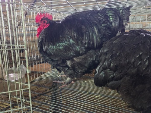 2 X SWART ORPINGTON ROOSTER & HEN H. JORDAAN (Pay per animal to take the lot)