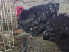 2 X SWART ORPINGTON ROOSTER & HEN H. JORDAAN (Pay per animal to take the lot)