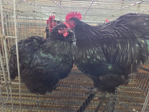 2 X SWART ORPINGTON ROOSTER & HEN H. JORDAAN (Pay per animal to take the lot)