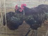 2 X SWART ORPINGTON ROOSTER & HEN H. JORDAAN (Pay per animal to take the lot)