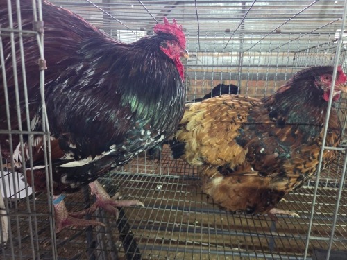 2 X JUBILEE ORPINGTON ROOSTER & HEN H. JORDAAN (Pay per animal to take the lot)