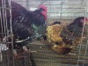 2 X JUBILEE ORPINGTON ROOSTER & HEN H. JORDAAN (Pay per animal to take the lot)