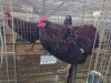 1 X JUBILEE ORPINGTON ROOSTER H. JORDAAN