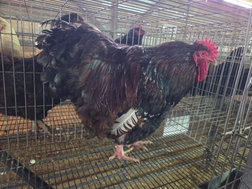 1 X JUBILEE ORPINGTON ROOSTER H. JORDAAN