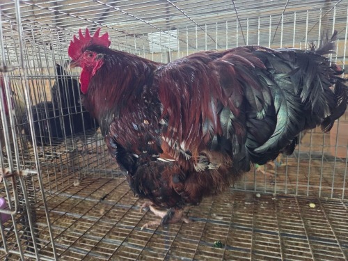 1 X JUBILEE ORPINGTON ROOSTER H. JORDAAN