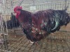 1 X JUBILEE ORPINGTON ROOSTER H. JORDAAN