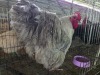 1 X CUCKOO LAVENDER ORPINGTON ROOSTER H. JORDAAN