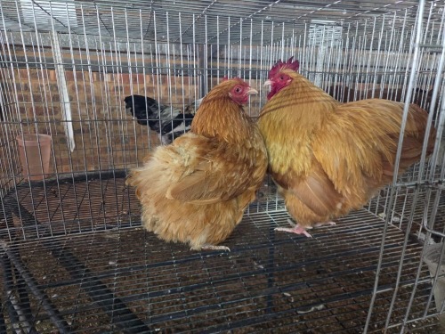 2 X BANTAM BUFF ORPINGTON ROOSTER & HEN H. JORDAAN (Pay per animal to take the lot)
