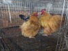 2 X BANTAM BUFF ORPINGTON ROOSTER & HEN H. JORDAAN (Pay per animal to take the lot)